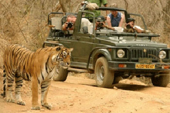 Manufacturers Exporters and Wholesale Suppliers of Tiger Tour New Delhi Delhi